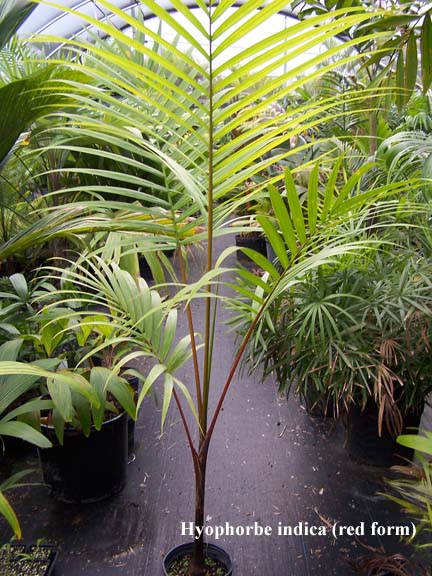 hyophorbe indica